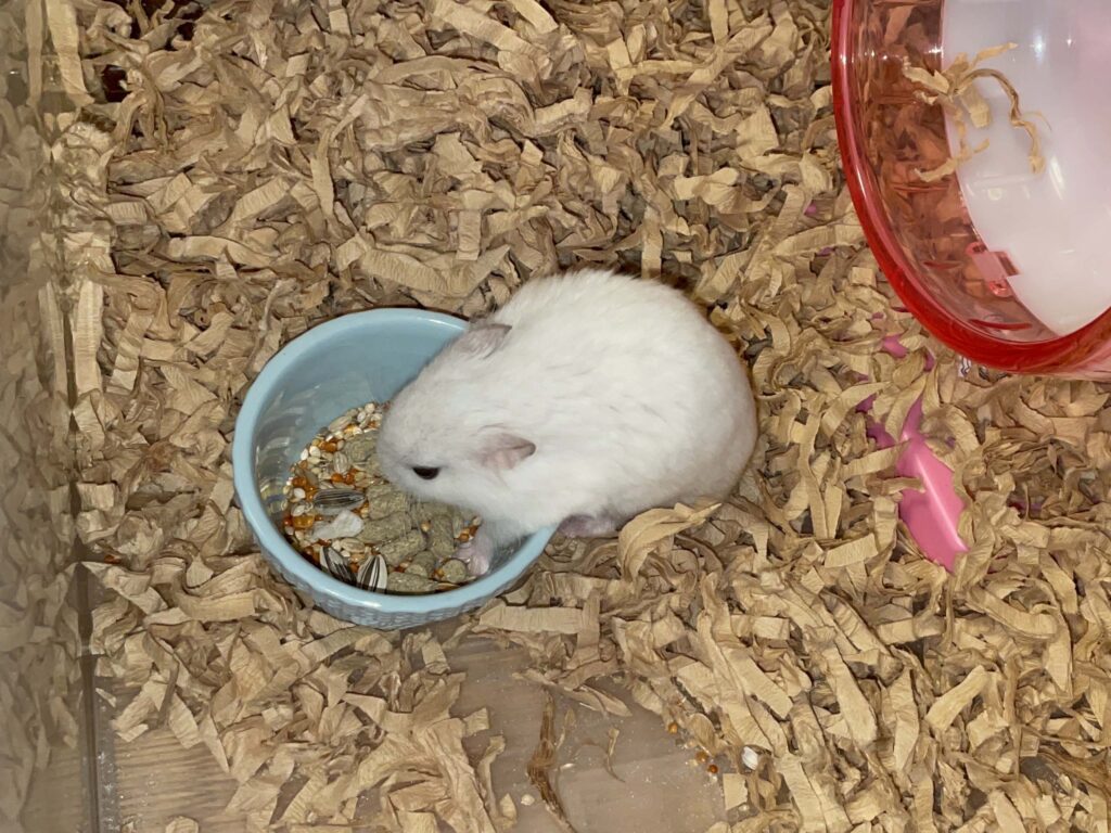ハム公🐹（仮名）観察日記623：ハム公🐹（仮名）今日の餌やり