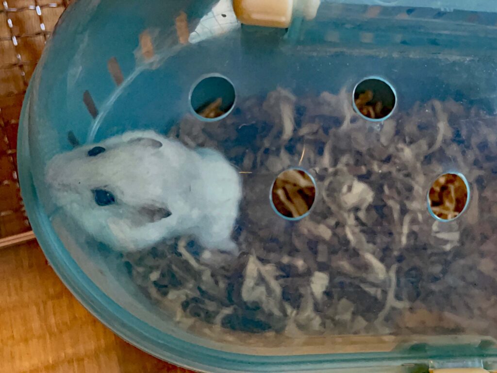 ハム公🐹（仮名）観察日記624：ハム公🐹（仮名）ケージ掃除🧹でペットキャリー