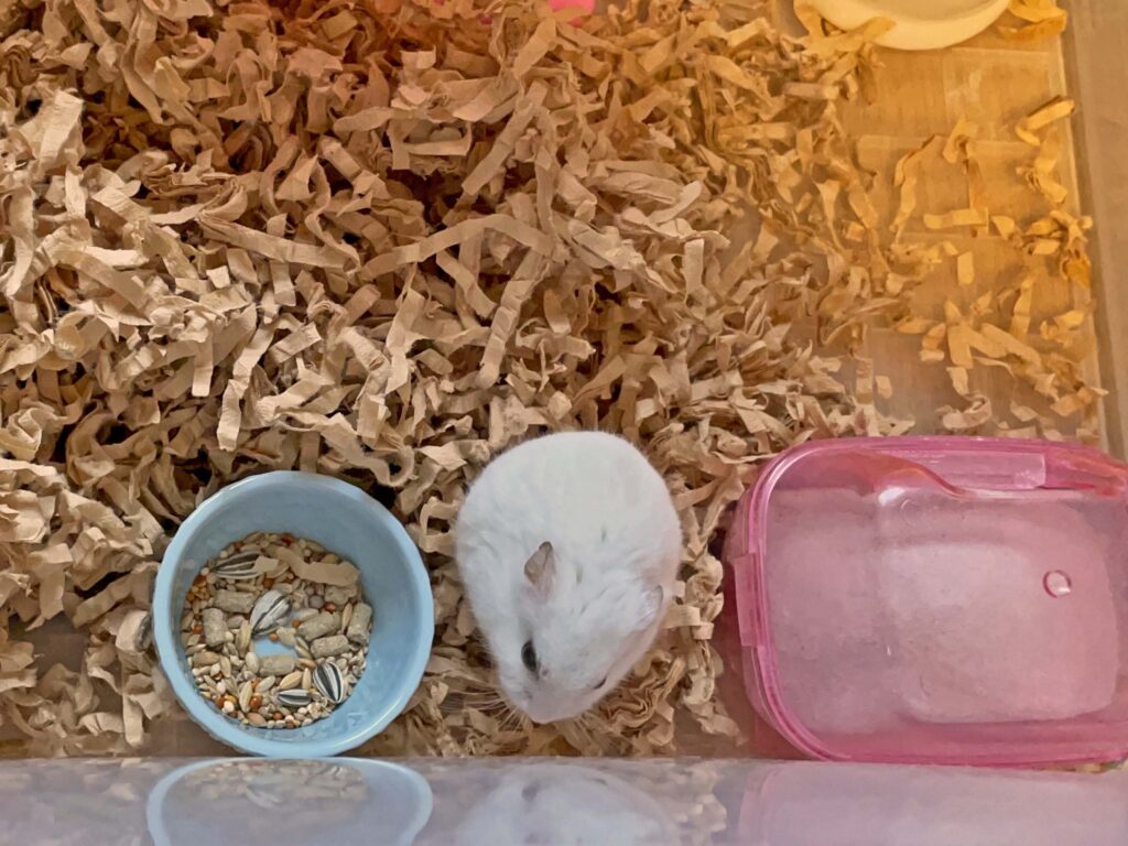 ハム公🐹（仮名）観察日記624：ハム公🐹（仮名）ケージ掃除🧹完了でケージに戻る