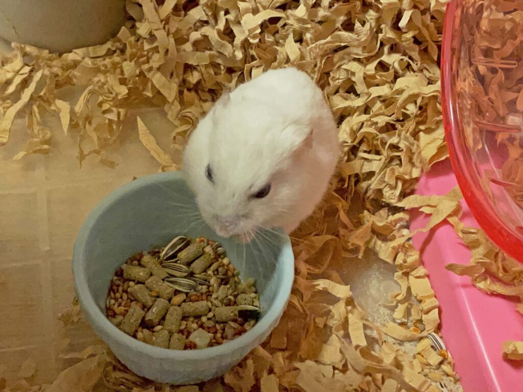 ハム公🐹（仮名）観察日記626：ハム公🐹（仮名）今日の餌やり
