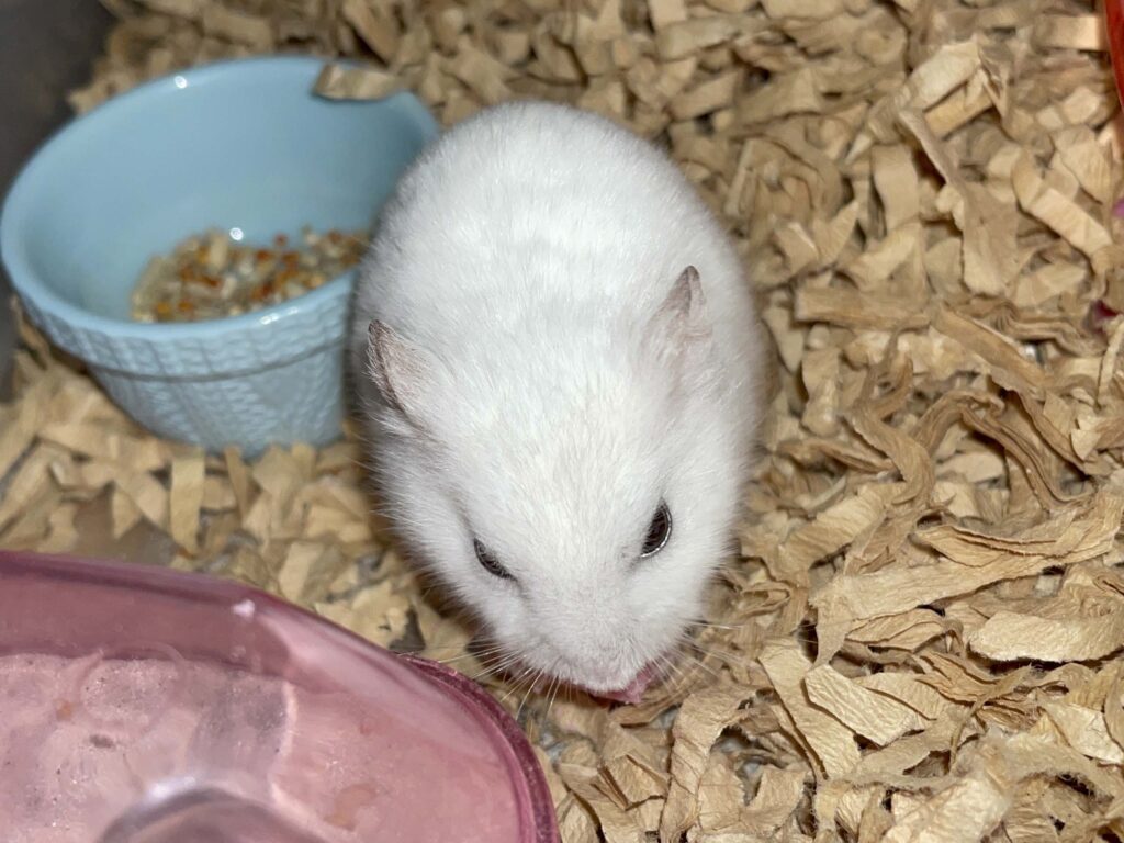 ハム公🐹（仮名）観察日記630：ハム公🐹（仮名）今日のおやつ