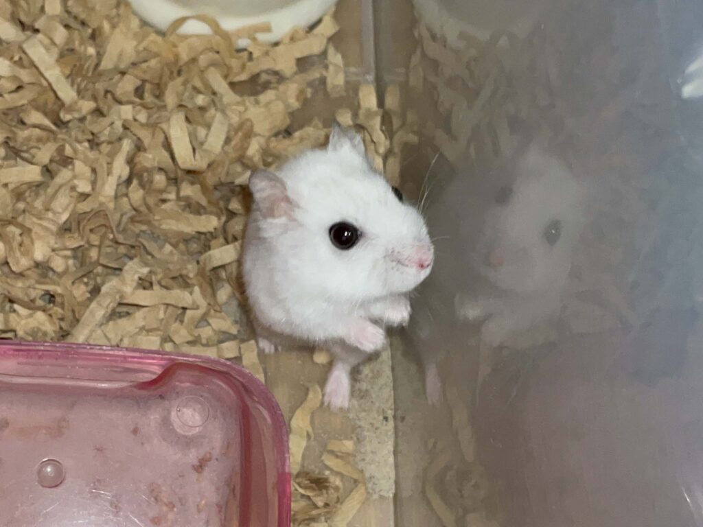 ハム公🐹（仮名）観察日記631：ハム公🐹（仮名）今日の夜遊び