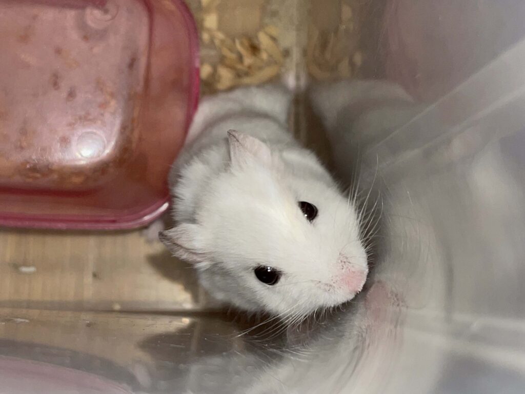 ハム公🐹（仮名）観察日記629：ハム公🐹（仮名）今日の夜遊び