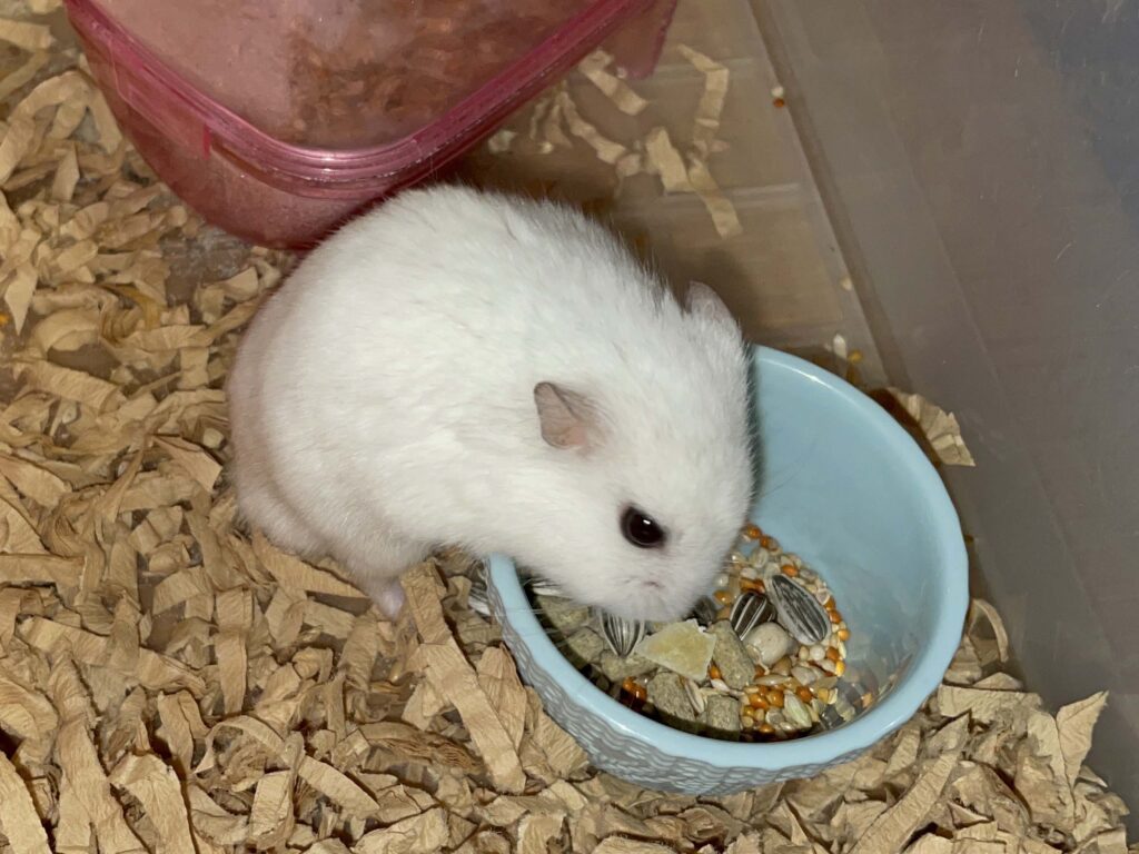 ハム公🐹（仮名）観察日記633：ハム公🐹（仮名）今日の餌やり