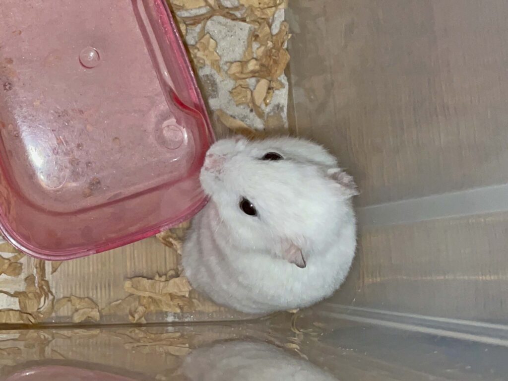 ハム公🐹（仮名）観察日記635：ハム公🐹（仮名）今日の夜遊び
