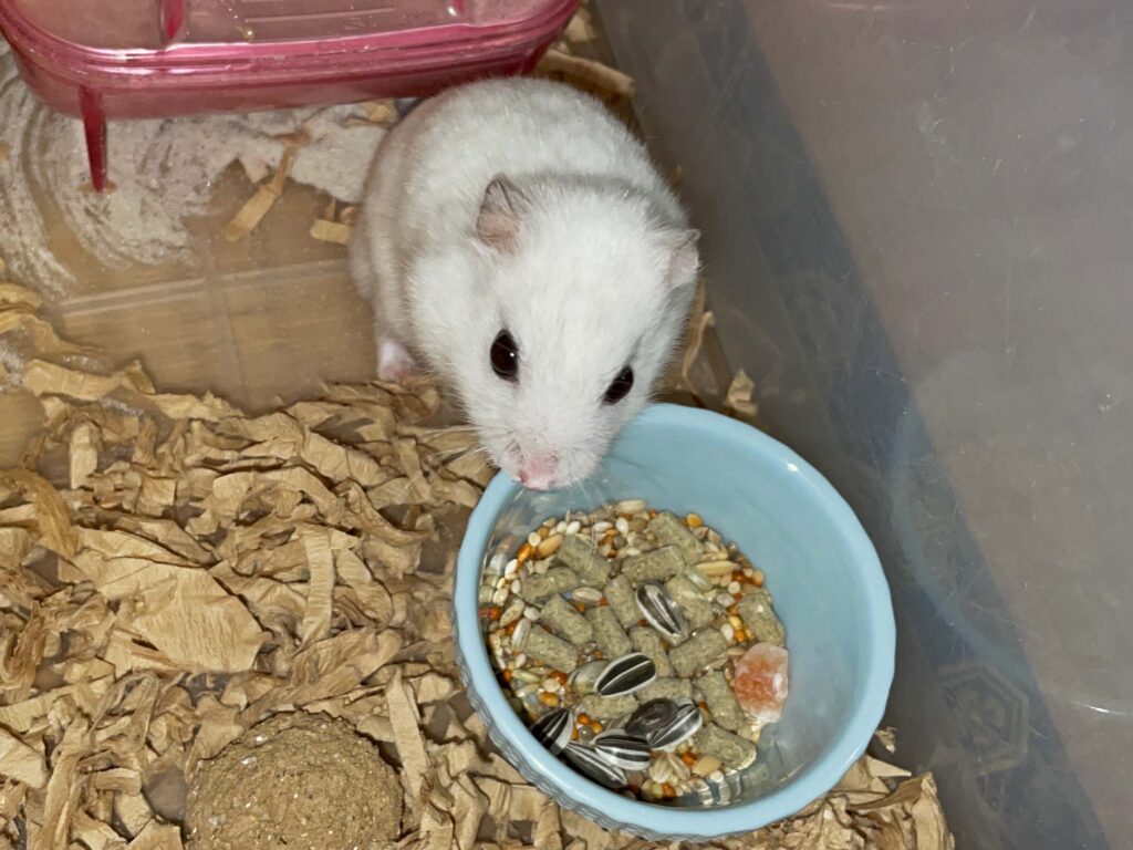 ハム公🐹（仮名）観察日記636：ハム公🐹（仮名）今日の餌やり
