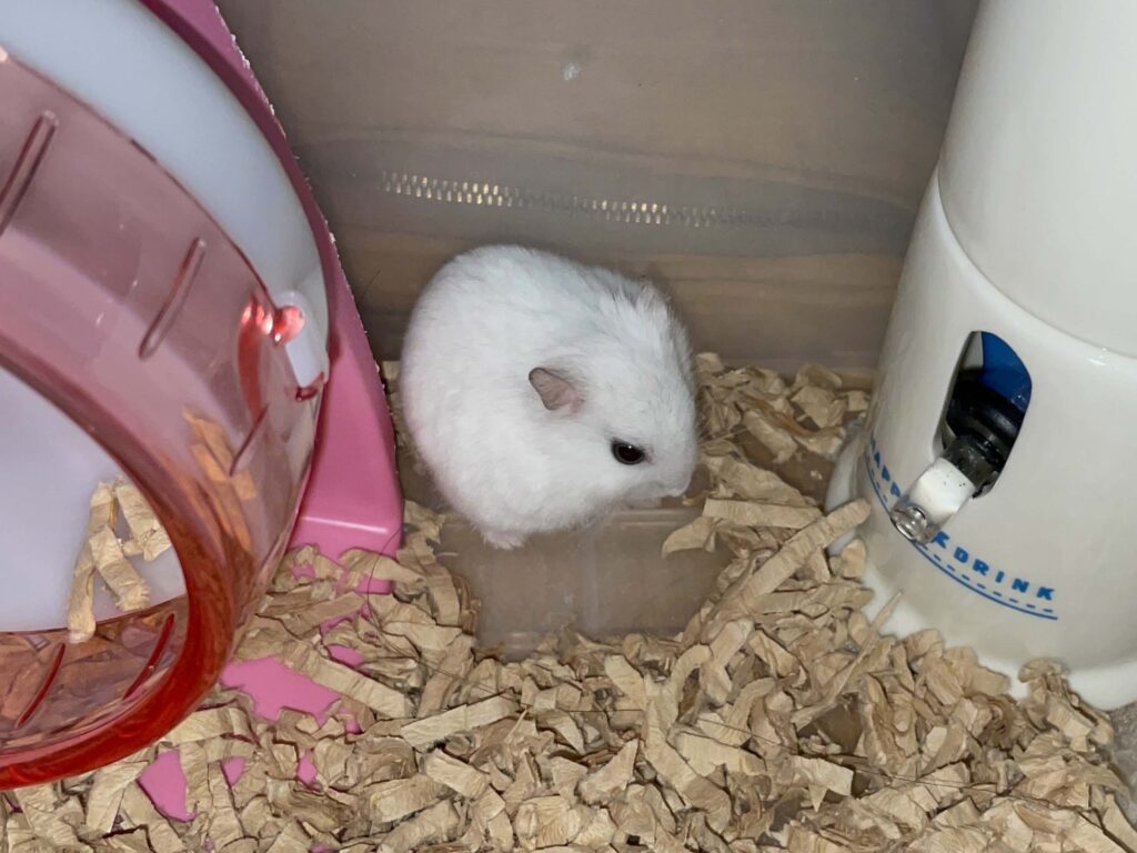 ハム公🐹（仮名）観察日記637：ハム公🐹（仮名）今日は昼遊び？