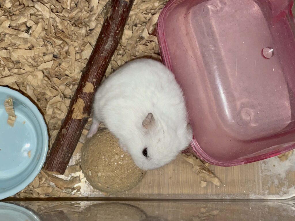 ハム公🐹（仮名）観察日記638：ハム公🐹（仮名）新しい塩土