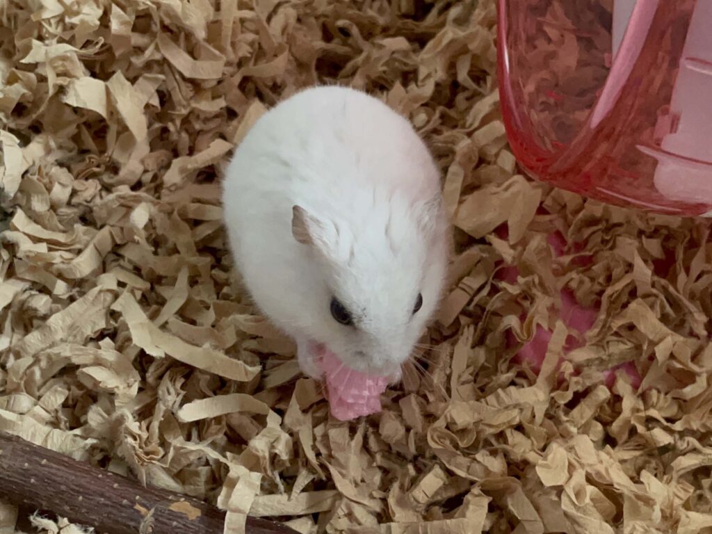 ハム公🐹（仮名）観察日記640：ハム公🐹（仮名）今日のおやつ