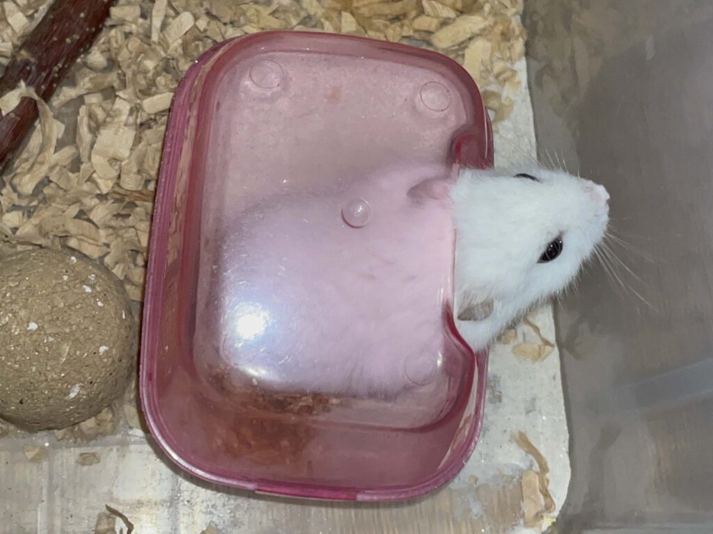 ハム公🐹（仮名）観察日記641：ハム公🐹（仮名）今日のおやつ
