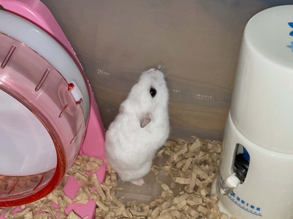 ハム公🐹（仮名）観察日記643：ハム公🐹（仮名）今日の夜遊び…前の毛繕い