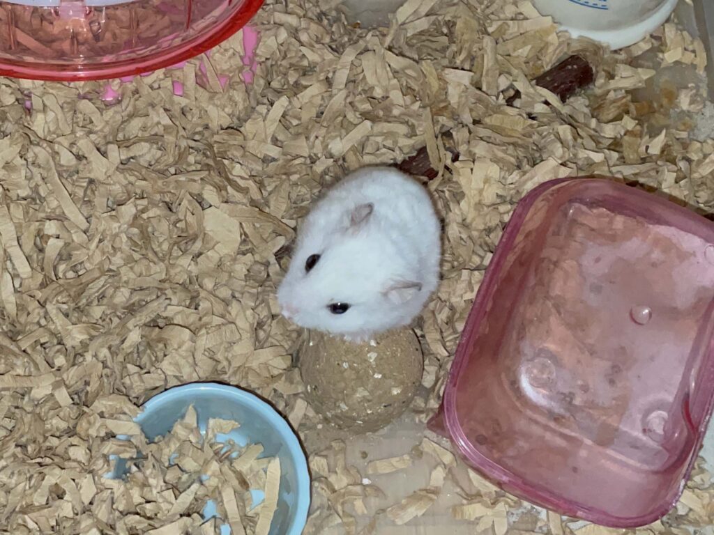 ハム公🐹（仮名）観察日記644：ハム公🐹（仮名）今日の夜遊び