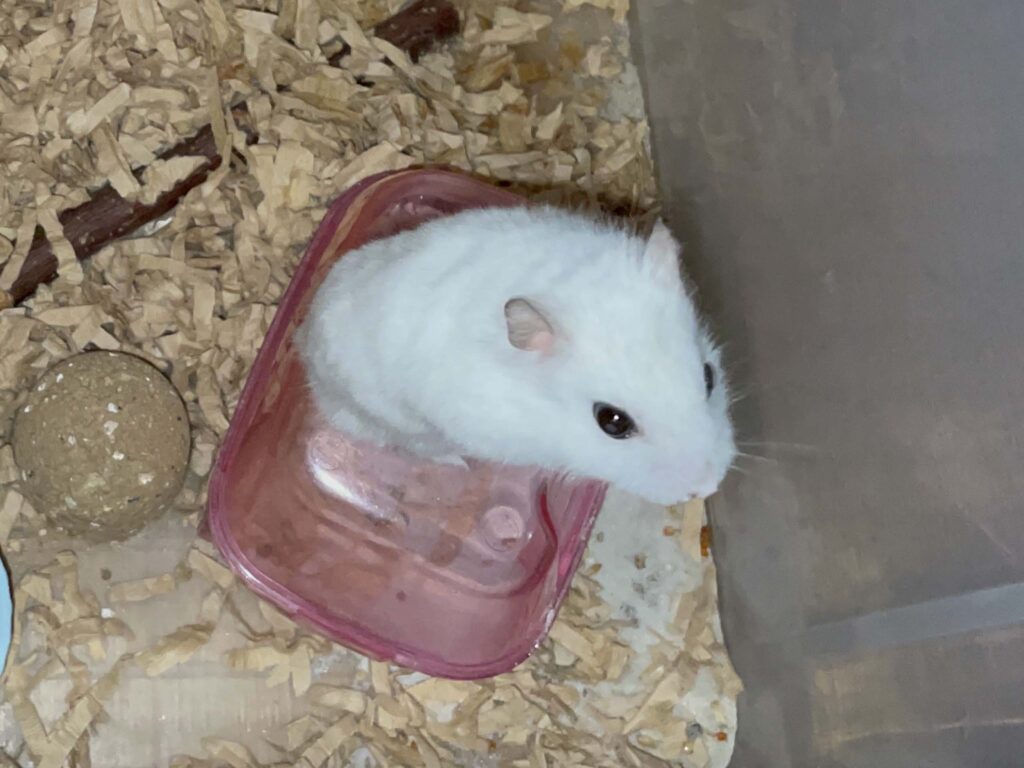 ハム公🐹（仮名）観察日記645：ハム公🐹（仮名）今日の夜遊び