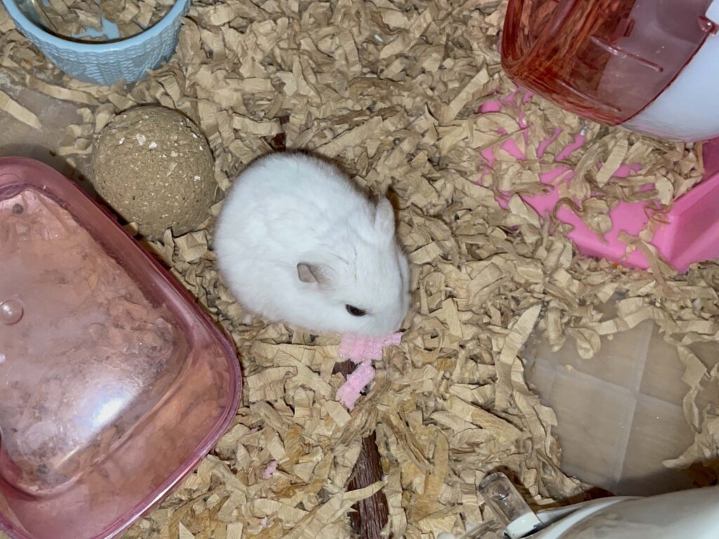 ハム公🐹（仮名）観察日記646：ハム公🐹（仮名）今日のおやつ