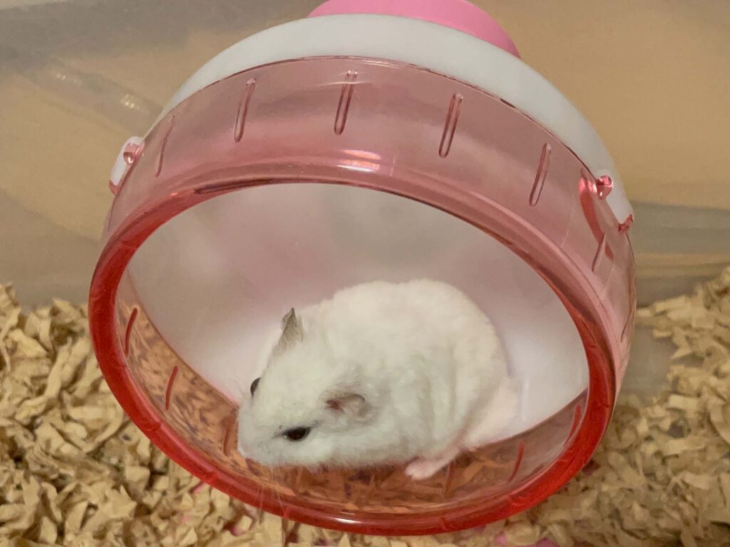 ハム公🐹（仮名）観察日記648：ハム公🐹（仮名）今日の昼遊び