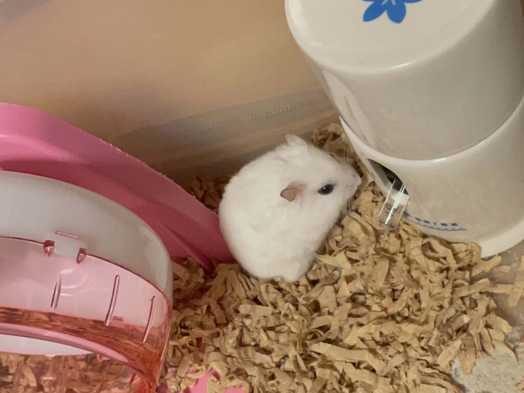ハム公🐹（仮名）観察日記647：ハム公🐹（仮名）今日の昼遊び…前の毛繕い