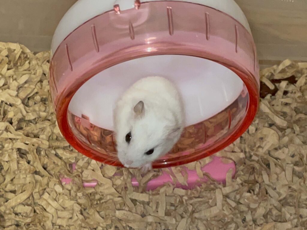 ハム公🐹（仮名）観察日記649：ハム公🐹（仮名）今日の夜遊び