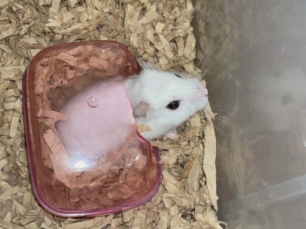 ハム公🐹（仮名）観察日記651：ハム公🐹（仮名）今日の夜遊び＆餌やり…だけど…