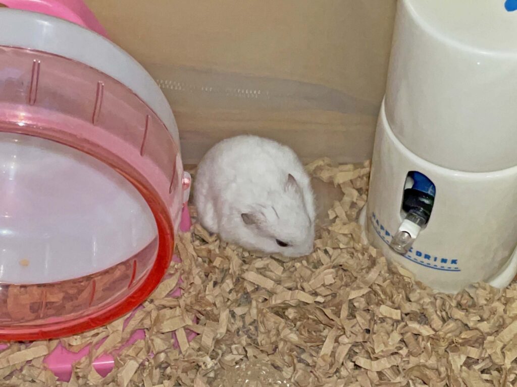 ハム公🐹(仮名)観察日記678:ハム公🐹(仮名)今日の夜遊び