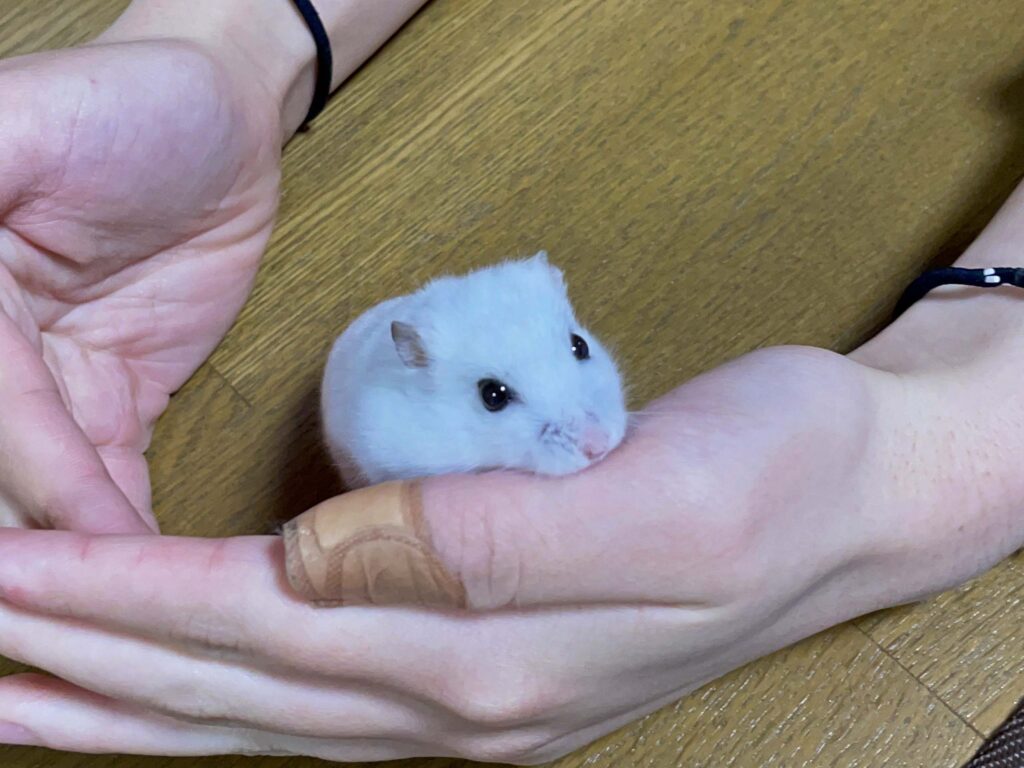 ハム公🐹（仮名）観察日記653：ハム公🐹（仮名）長旅をする