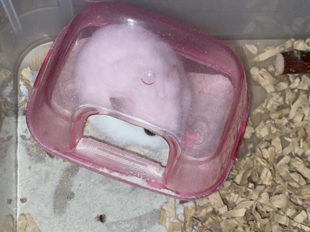 ハム公🐹（仮名）観察日記657：ハム公🐹（仮名）今日のおやつ