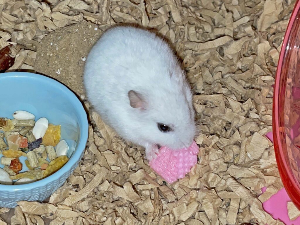ハム公🐹（仮名）観察日記659：ハム公🐹（仮名）今日のおやつ