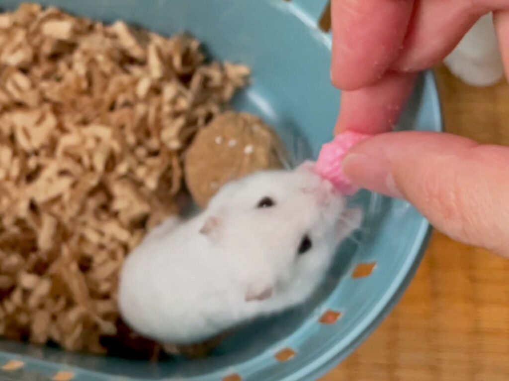 ハム公🐹（仮名）観察日記670：ハム公🐹（仮名）ケージ掃除🧹でペットキャリー
