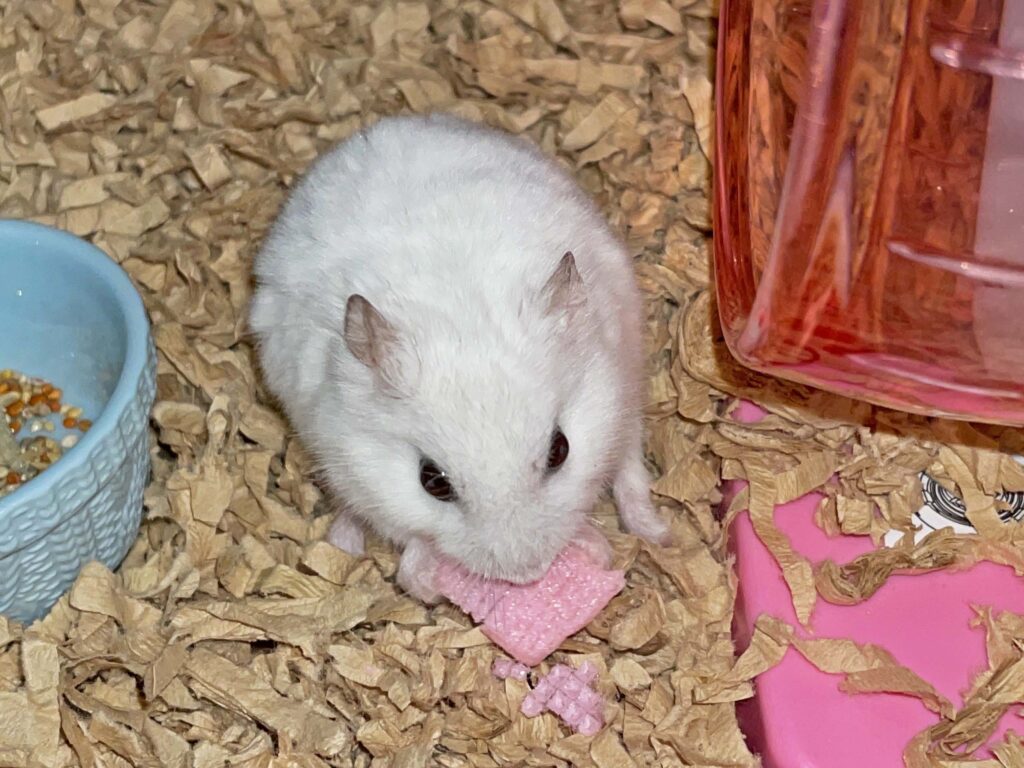 ハム公🐹（仮名）観察日記675：ハム公🐹（仮名）今日のおやつ