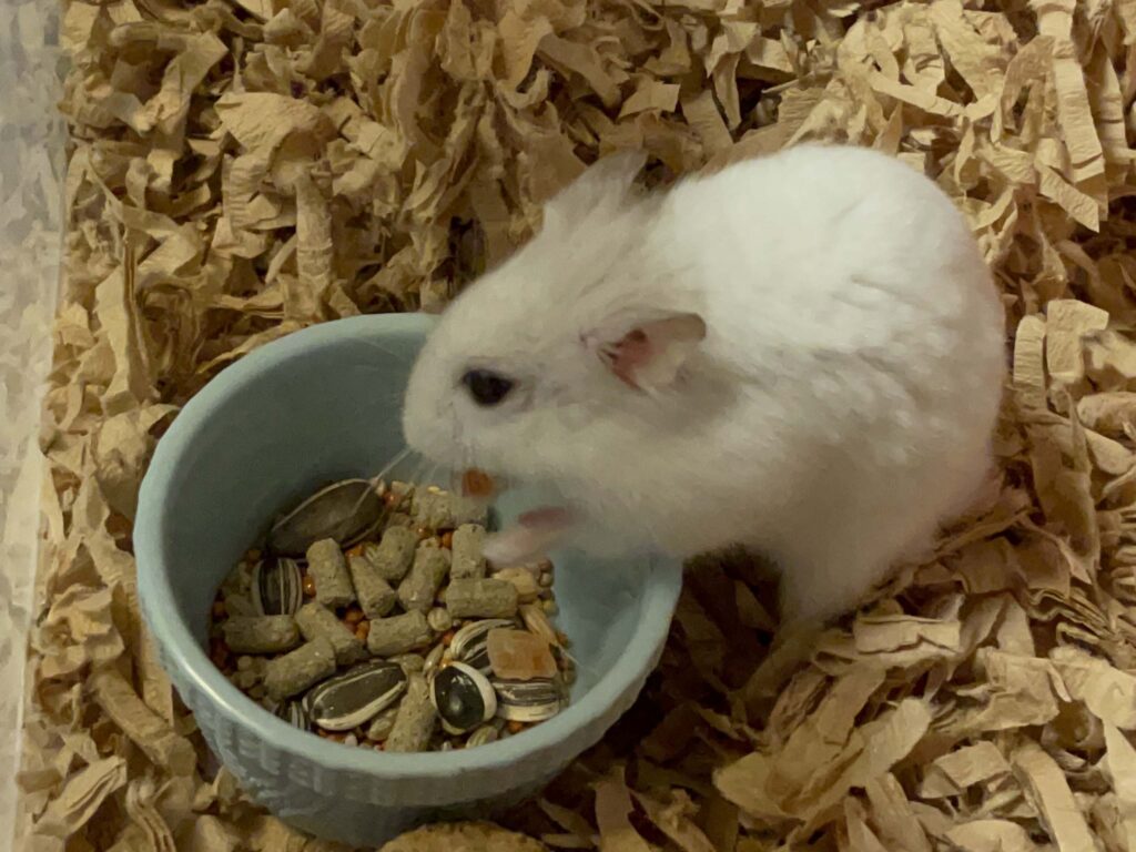ハム公🐹（仮名）観察日記683：ハム公🐹（仮名）今日の餌やり