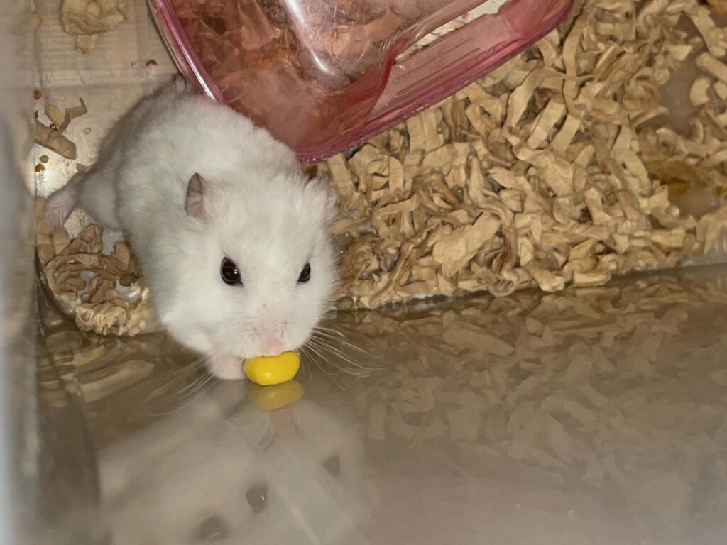 ハム公🐹（仮名）観察日記685：今日の餌やり