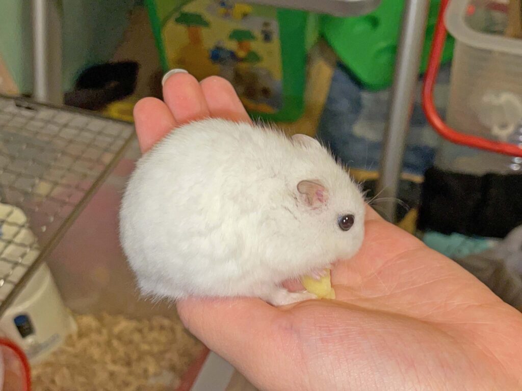 ハム公🐹（仮名）観察日記688：ハム公🐹（仮名）りんご🍎を貰う