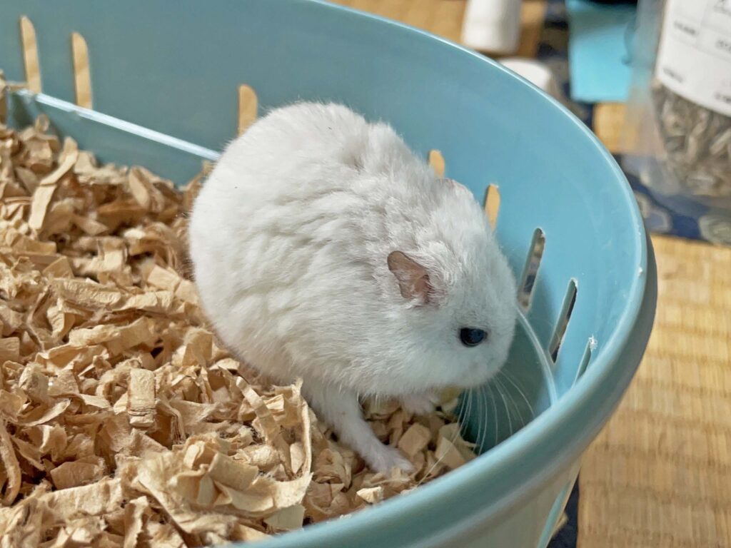 ハム公🐹（仮名）観察日記690：ハム公🐹（仮名）ケージ掃除🧹でペットキャリー