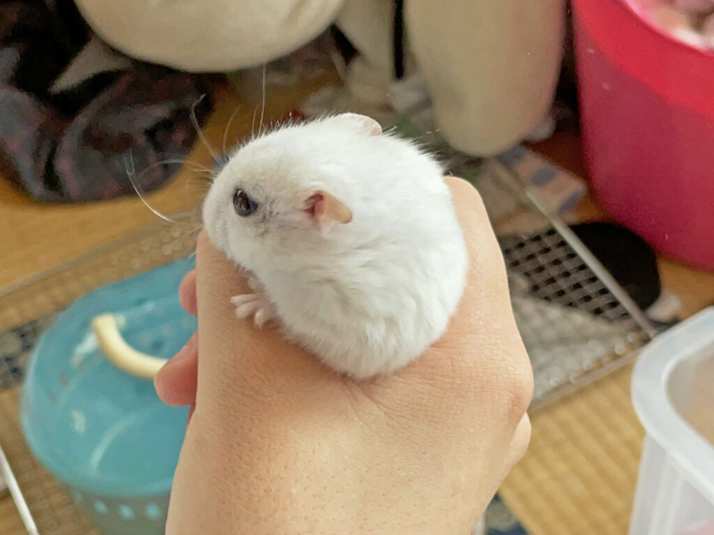 ハム公🐹（仮名）観察日記692：ハム公🐹（仮名）おやつのヒマワリ🌻のタネ