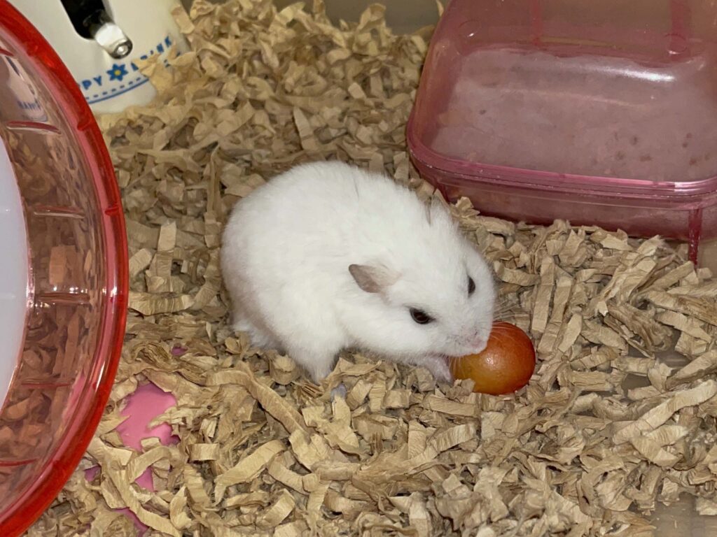 ハム公🐹（仮名）観察日記693：ハム公🐹（仮名）さくらんぼ🍒がたべられない…😭