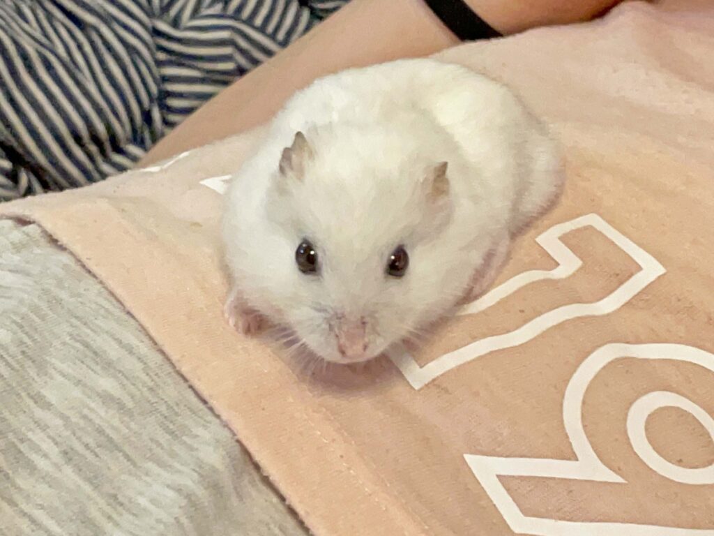 ハム公🐹（仮名）観察日記696：ハム公🐹（仮名）長女に遊ばれる