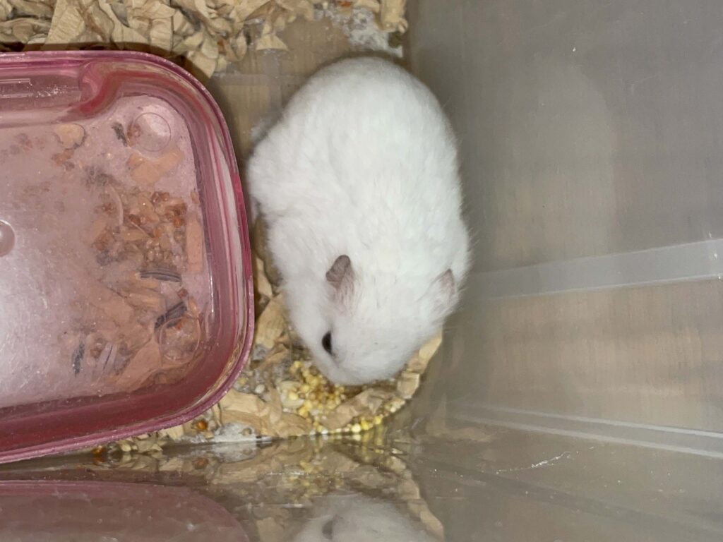 ハム公🐹（仮名）観察日記697：ハム公🐹（仮名）今日は餌を食べない😢…と思ったら！🐹