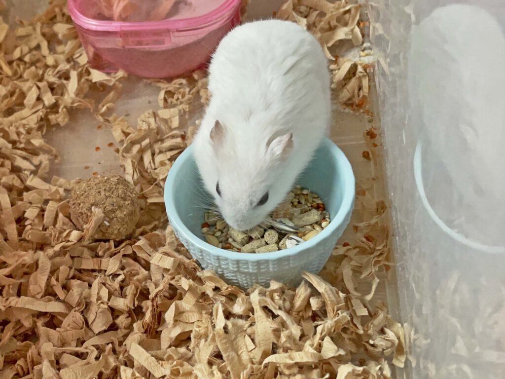 ハム公🐹（仮名）観察日記701：ハム公🐹（仮名）今日の餌やり
