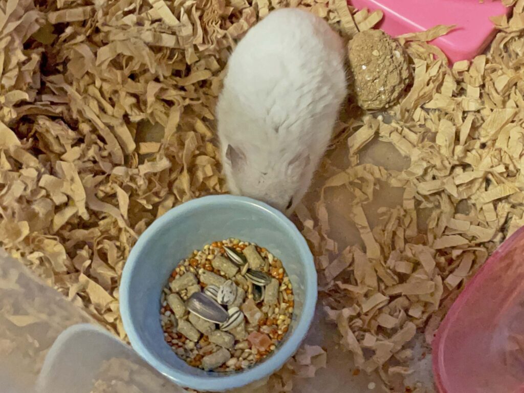 ハム公🐹（仮名）観察日記703：ハム公🐹（仮名）今日の餌やり