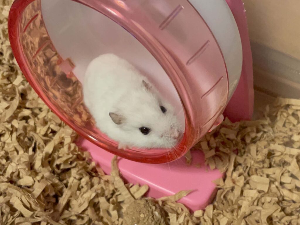 ハム公🐹（仮名）観察日記702：ハム公🐹（仮名）今日の夜遊び