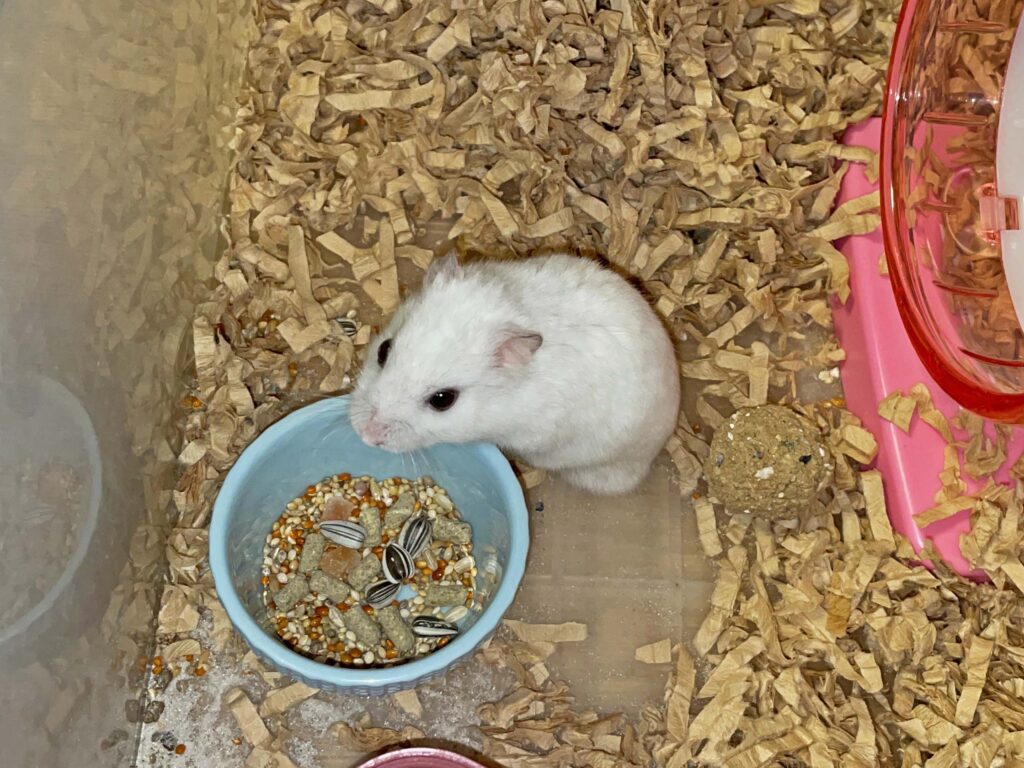 ハム公🐹（仮名）観察日記705：ハム公🐹（仮名）今日の餌やり