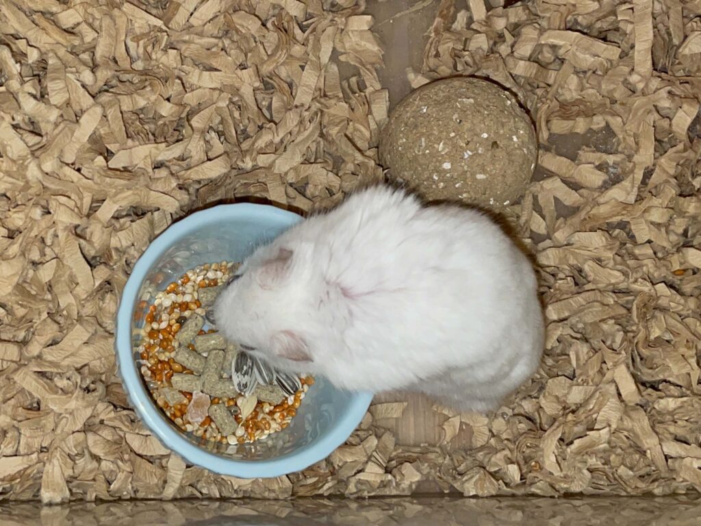 ハム公🐹（仮名）観察日記711：ハム公🐹（仮名）今日の餌やり