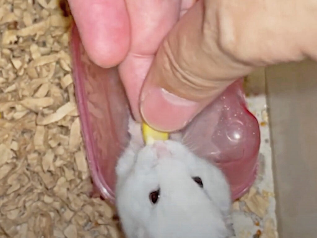 ハム公🐹（仮名）観察日記712：ハム公🐹（仮名）コーン🌽をもらう