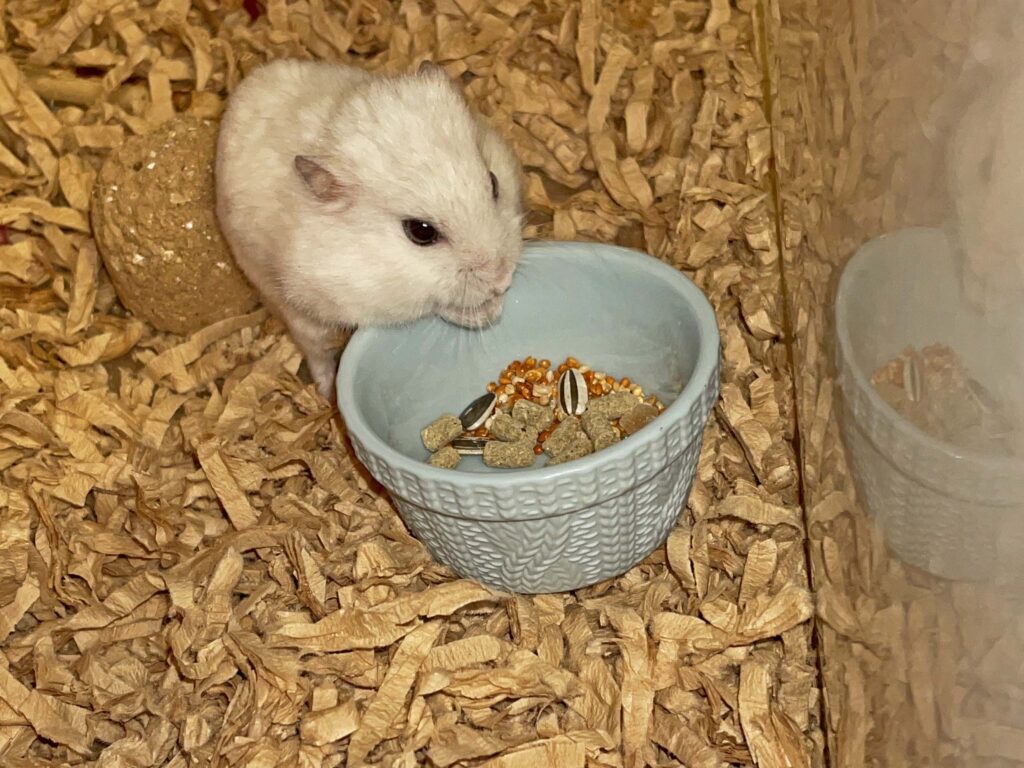 ハム公🐹（仮名）観察日記713：ハム公🐹（仮名）今日の餌やり